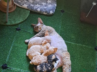 Devon Rex cats Beautiful Devon Rex babys - Advert 2