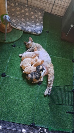 Devon Rex cats Beautiful Devon Rex babys - Advert 2