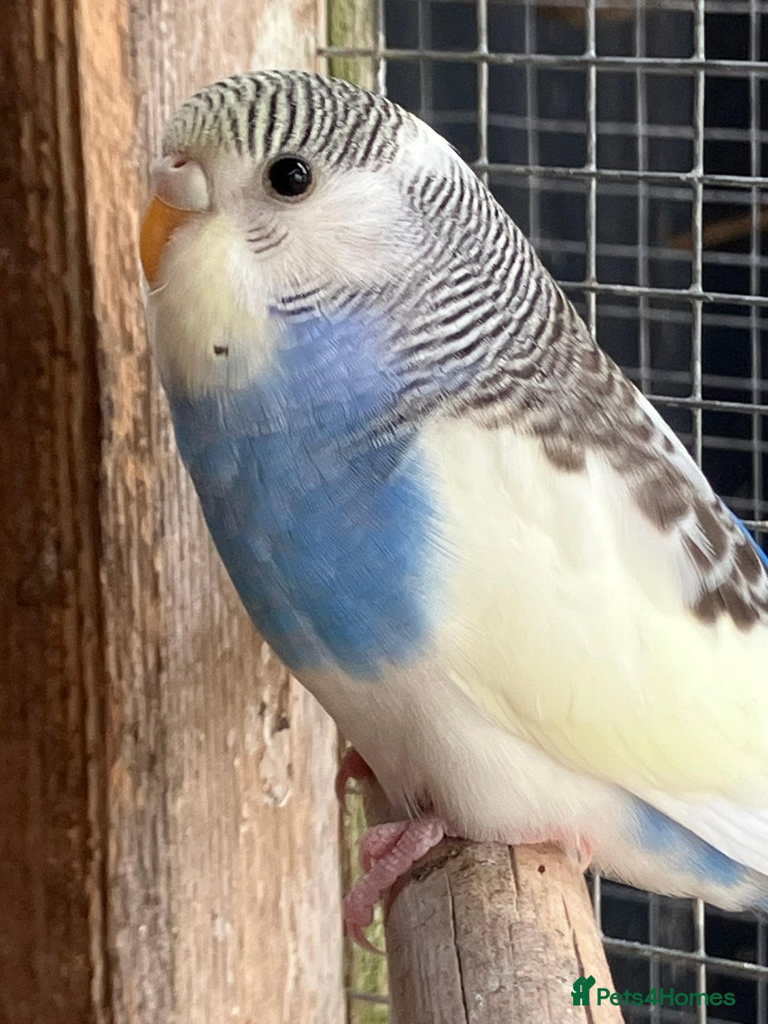 Budgerigars birds for sale: Aviary bred budgies for sale . - Image 4