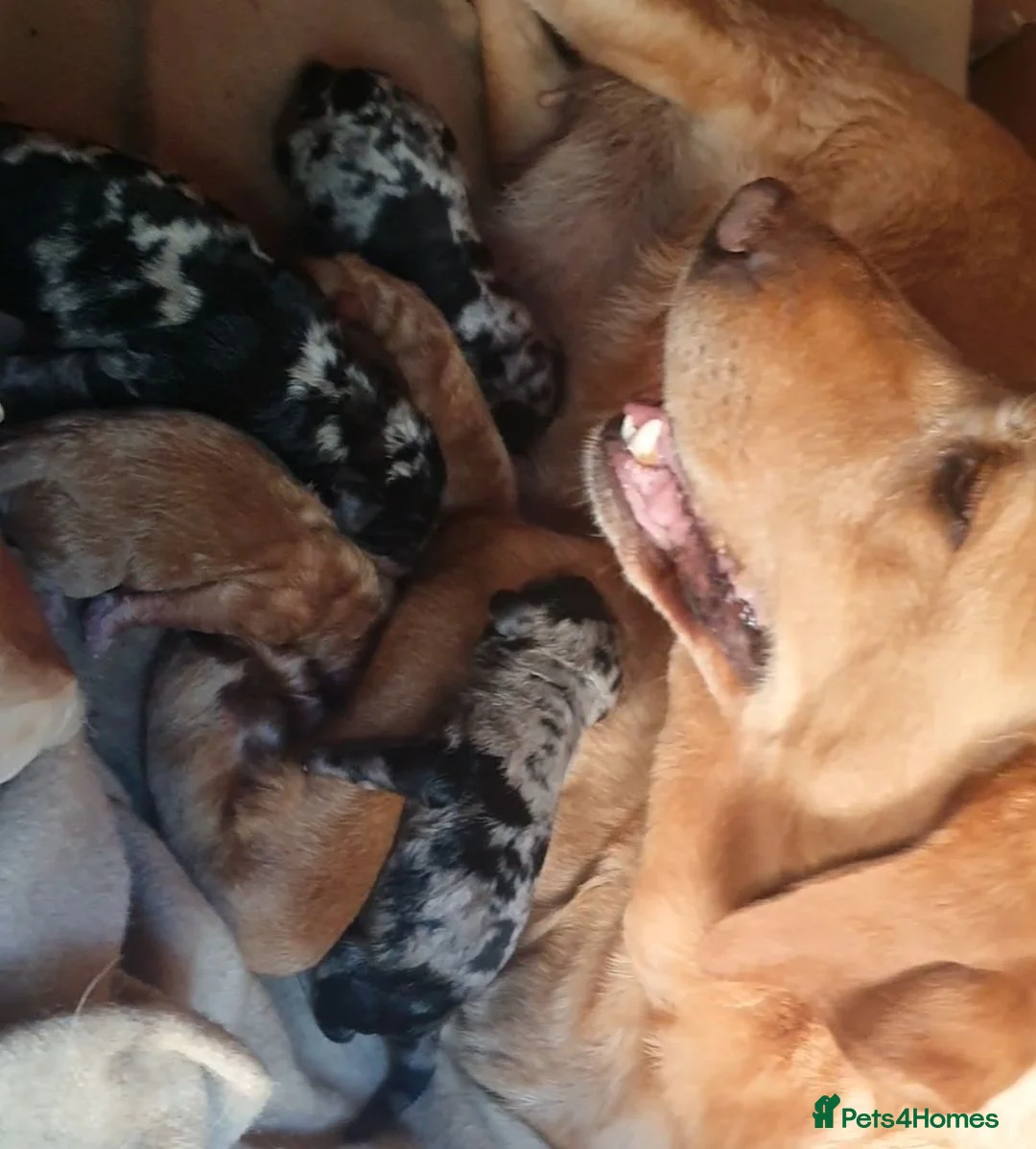 Labradoodle dogs for sale: Miniature labradoodles  - Advert 1