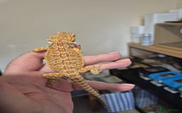 Bearded Dragon reptiles for sale: 🔥🔥🔥 BABY BEARDED DRAGONS 🔥🔥🔥 4 LEFT 🔥🔥 - Image 27