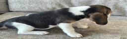 Beagle dogs for sale: 🐶 BEAUTIFUL KC REGISTERED CHUNKY BEAGLE PUPPIES🐶 - Advert 7