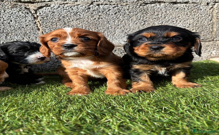 Cavalier King Charles Spaniel dogs - Advert 1