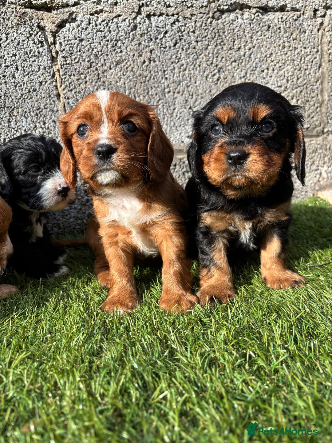 Cavalier King Charles Spaniel dogs for sale: Gorgeous cavalier puppies  - Image 1