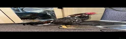 Chickens poultry for sale: 2 PURE PAKISTANI ASEEL MALES - Advert 4