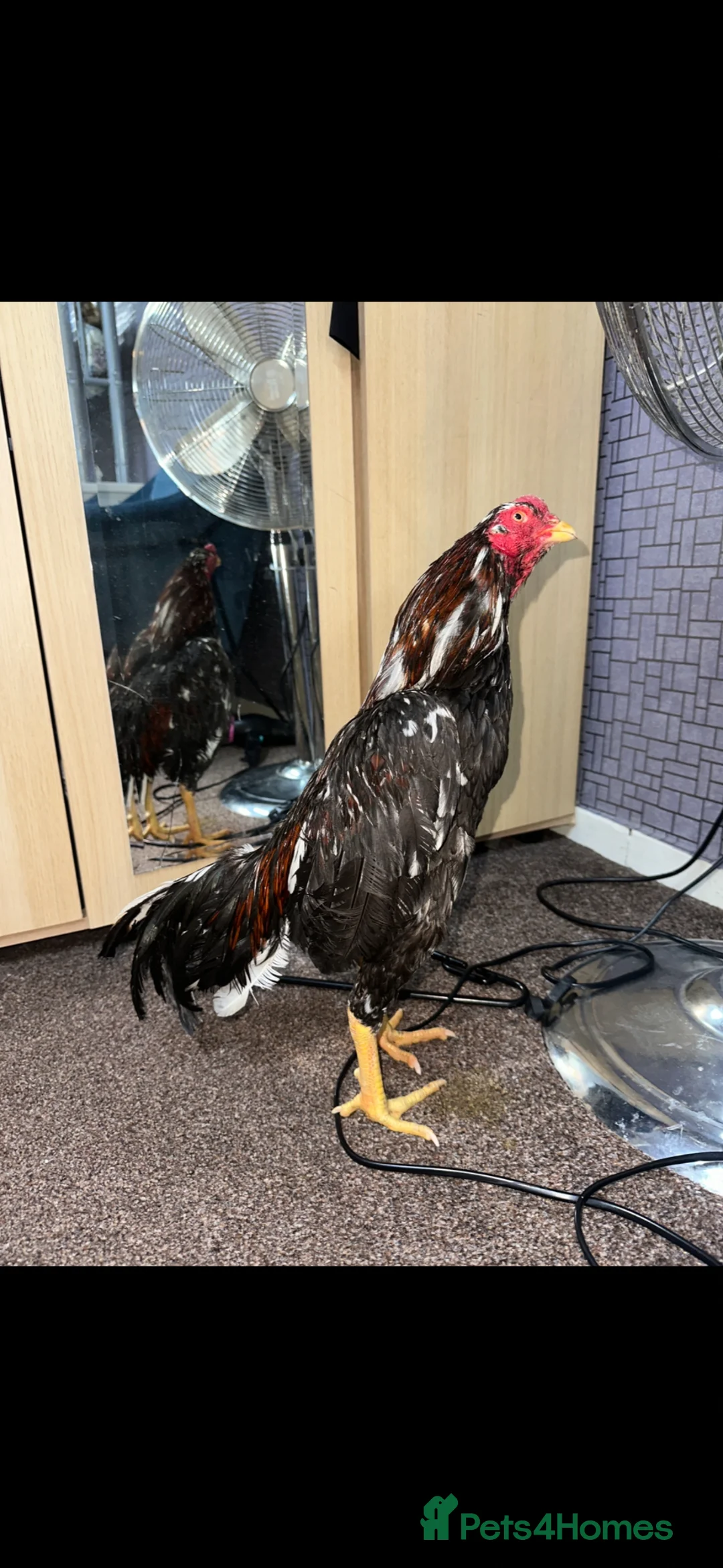 Chickens poultry for sale: 2 PURE PAKISTANI ASEEL MALES - Advert 4