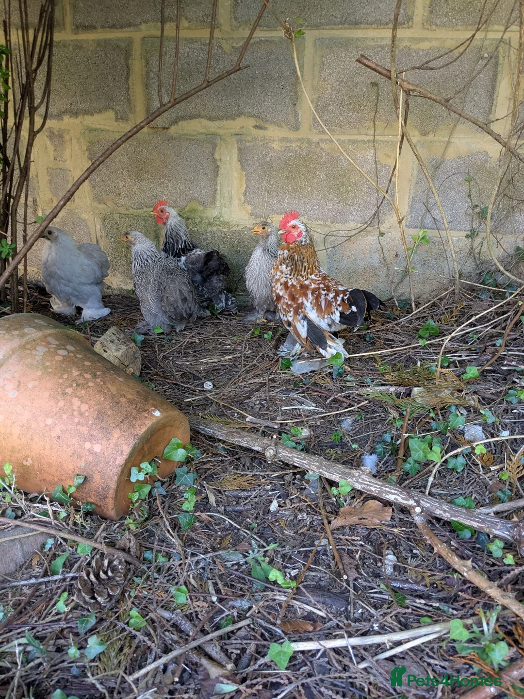 Chickens poultry for sale: FREE - Beautiful Pekin Bantam - tame in Stroud - Advert 2