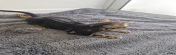 Bengal cats for sale: Bengal kittens for sale - Advert 8