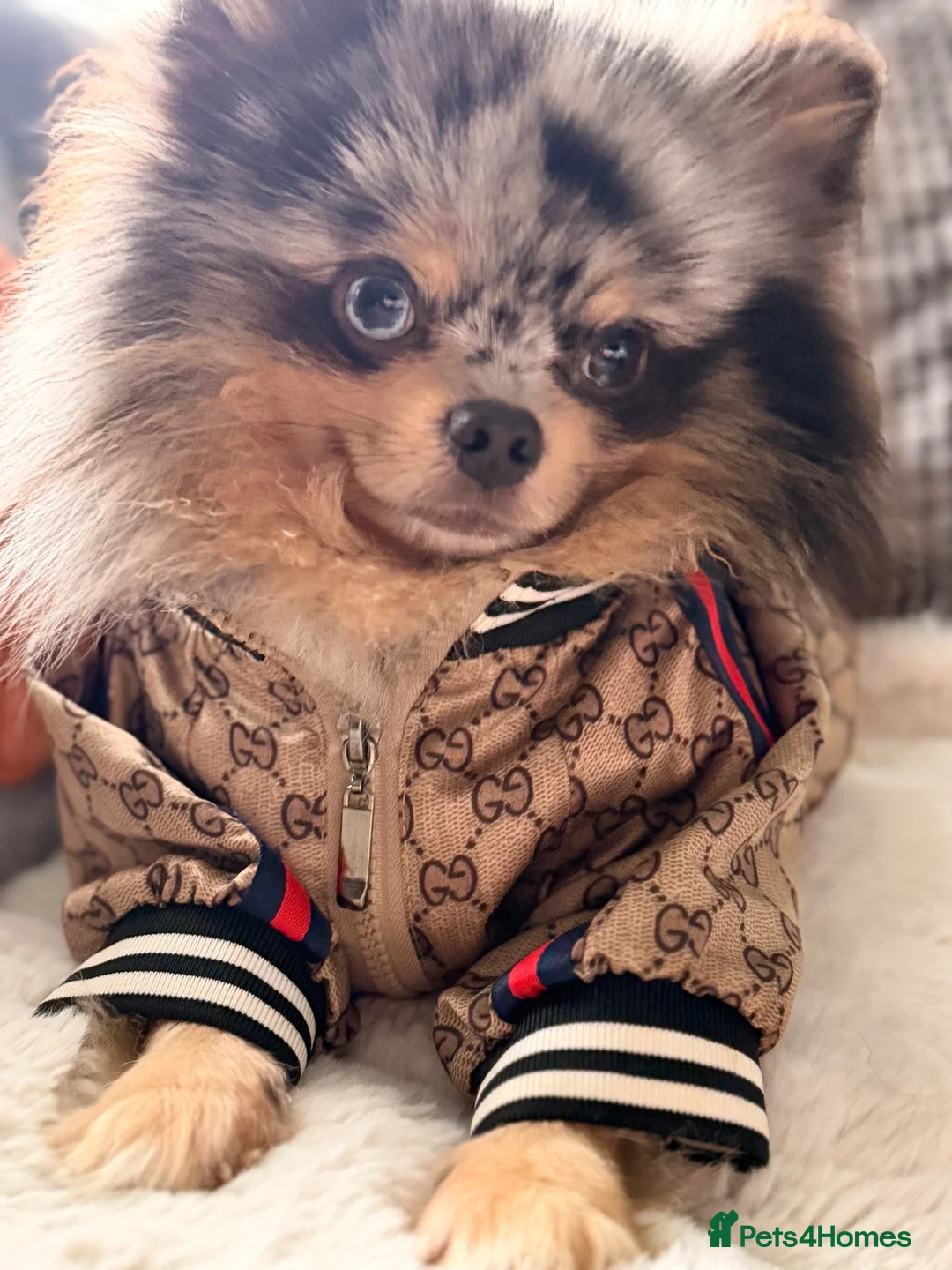 Pomeranian dogs for stud: Russian 🇷🇺 import Pomeranian💙 - Advert 2