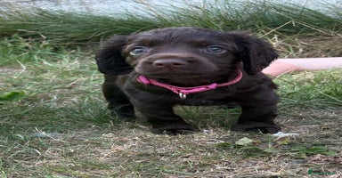Cocker Spaniel dogs - Advert 15