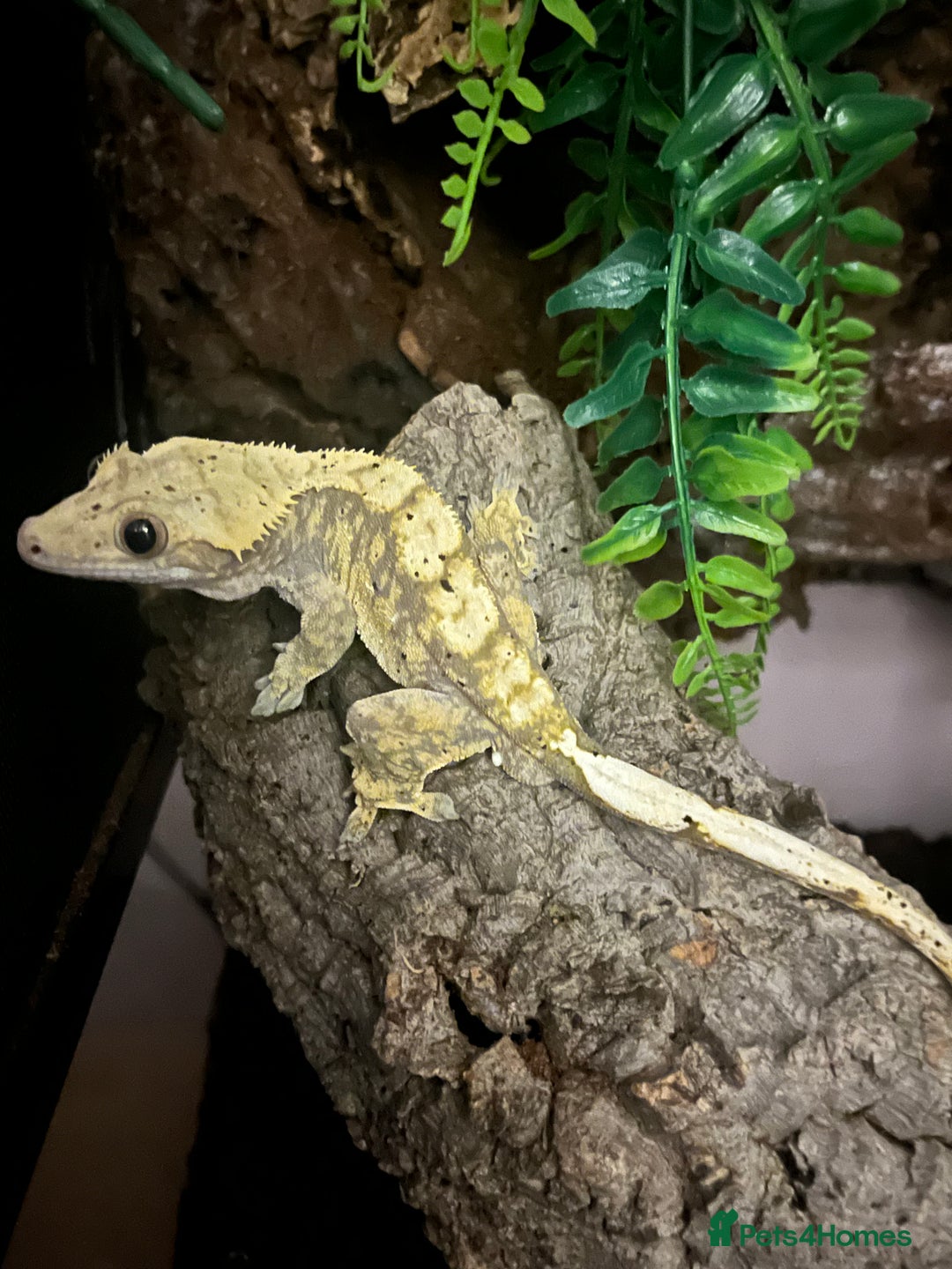 Gecko reptiles for sale: Yellow Dalmatian crested gecko - Advert 1