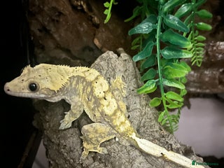 Gecko reptiles Yellow Dalmatian crested gecko - Advert 1