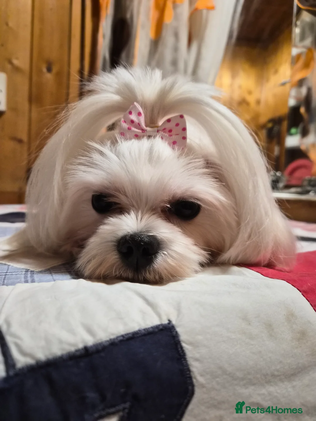 Maltese dogs for sale: 💝Maltese little girl💝 - Advert 2