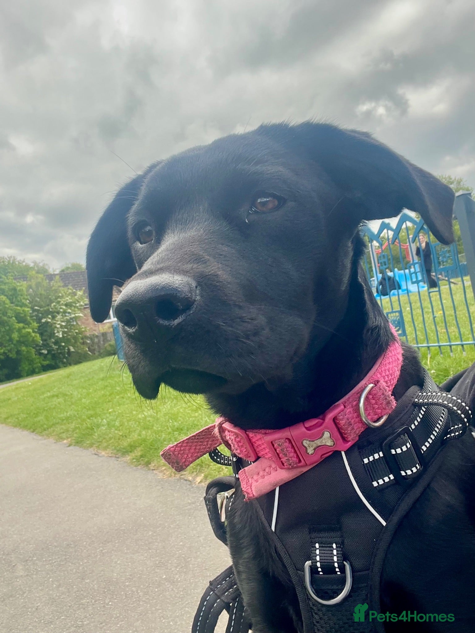 Labrador Retriever dogs Roxy 9 month old Labrador - Advert 2