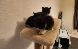 British Longhair cats for sale: British long hair kittens - Advert 10