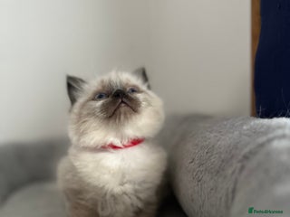Ragdoll cats Gorgeous ragdoll kittens- only one left! - Advert 6
