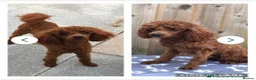Toy Poodle dogs for sale: Kc Toy poodle male proven  - Advert 6