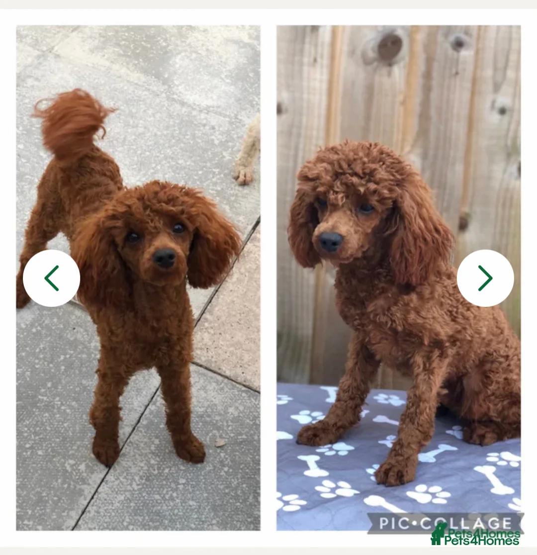 Toy Poodle dogs for sale: Kc Toy poodle male proven  - Advert 6