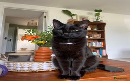 Domestic Shorthair cats for sale: Female cat for rehoming  - Image 8