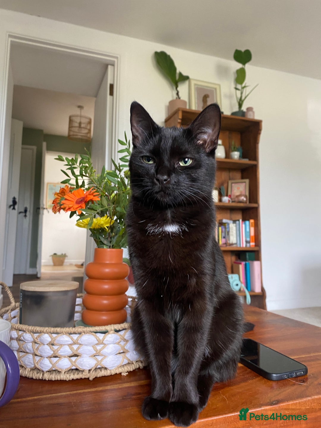 Domestic Shorthair cats for sale: Female cat for rehoming  - Image 8