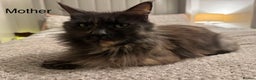 Maine Coon cats for sale: 1 boy Maine coon cross - Advert 5