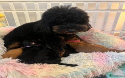 Cavapoo dogs for sale: Cavapoos born to EXTENSIVELY HEALTH TESTED PARENTS - Image 6