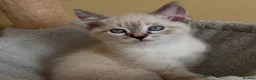 Ragdoll cats for sale: 💜 Beautiful Ragdoll Heritage Kittens 💜 - Advert 4