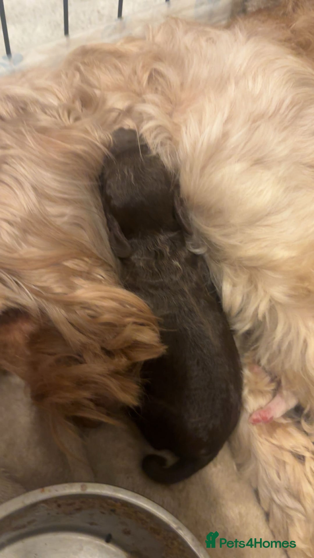 Mixed Breed dogs for sale: Cavapoo puppies  - Advert 8