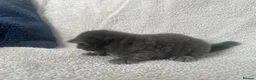 British Shorthair cats for sale: Grey British short haired x bengal kittens - Advert 8