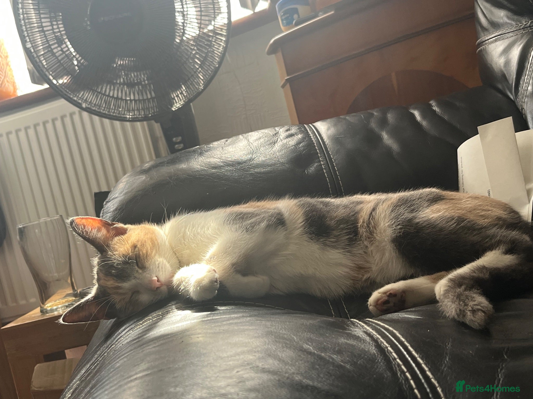 Mixed Breed cats 5 kittens available - Advert 1