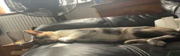 Mixed Breed cats for sale: 5 kittens available - Advert 1
