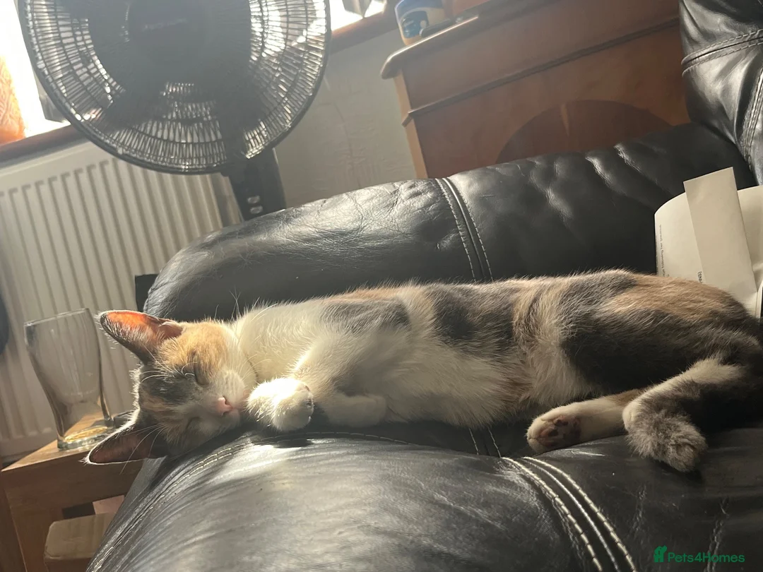 Mixed Breed cats for sale: 5 kittens available - Advert 1