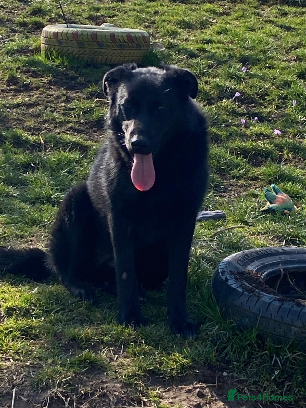 Mixed Breed dogs Daphnee - Advert 1