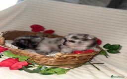 Pomeranian dogs for sale: Merle miniature Pomeranians  - Image 6
