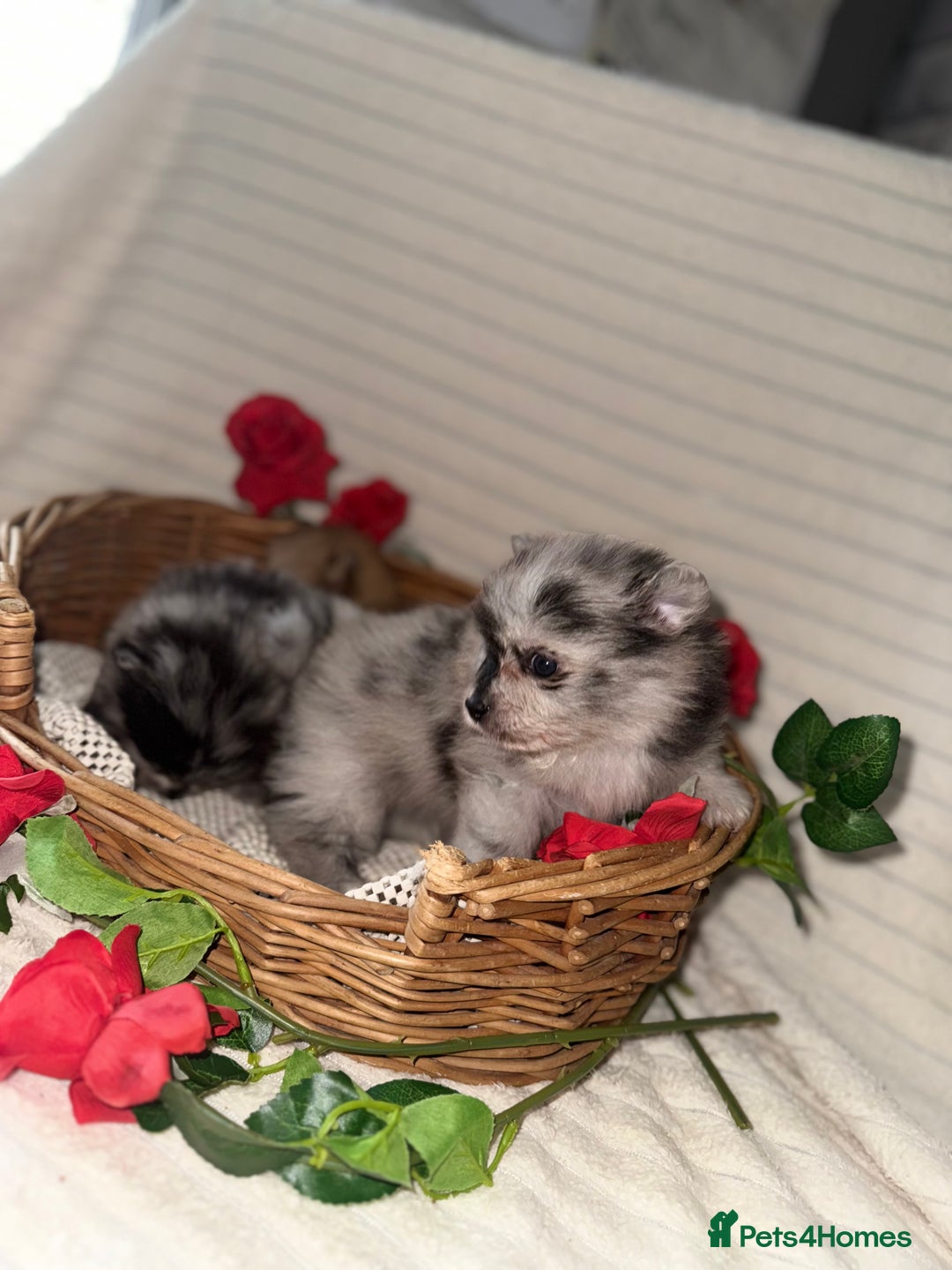 Pomeranian dogs for sale: Merle miniature Pomeranians  - Image 6
