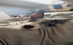 Mixed Breed dogs for sale: Blue  - Image 6