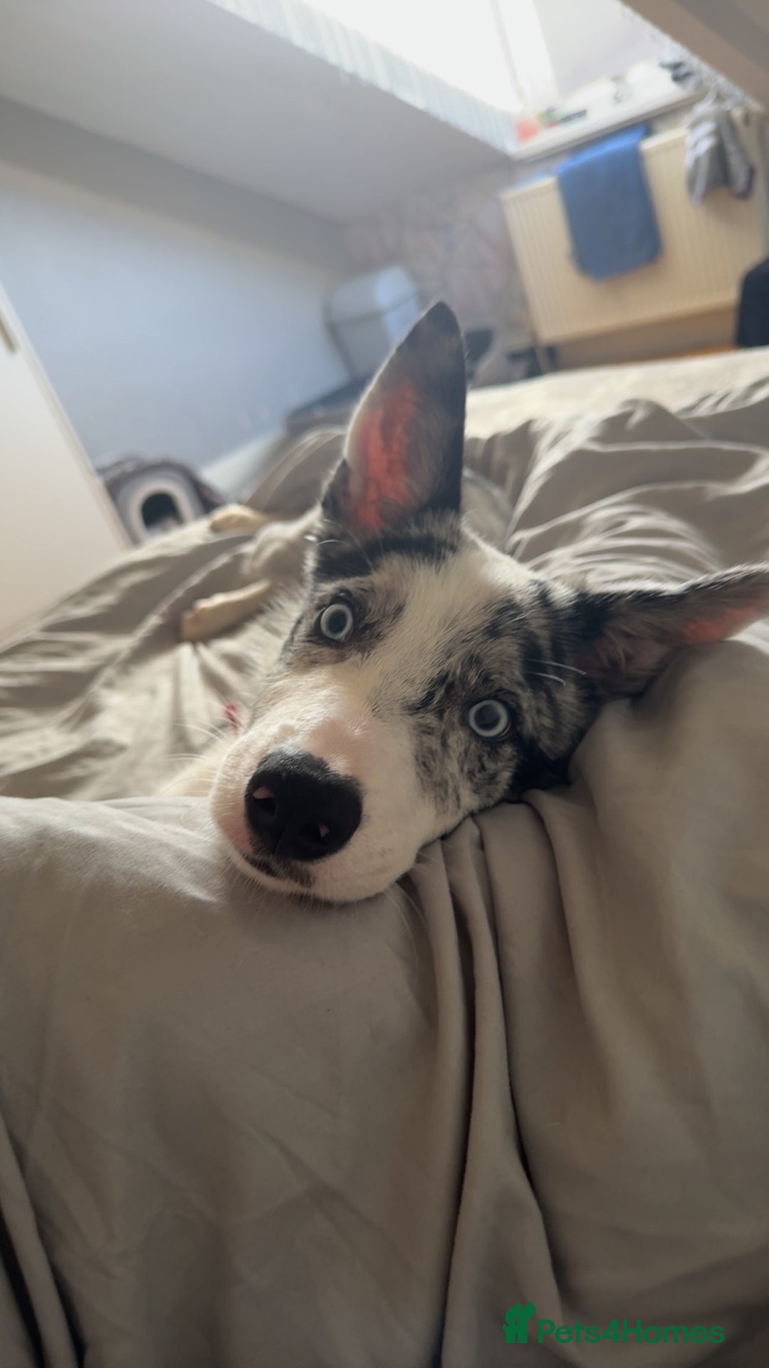 Mixed Breed dogs for sale: Blue  - Image 6