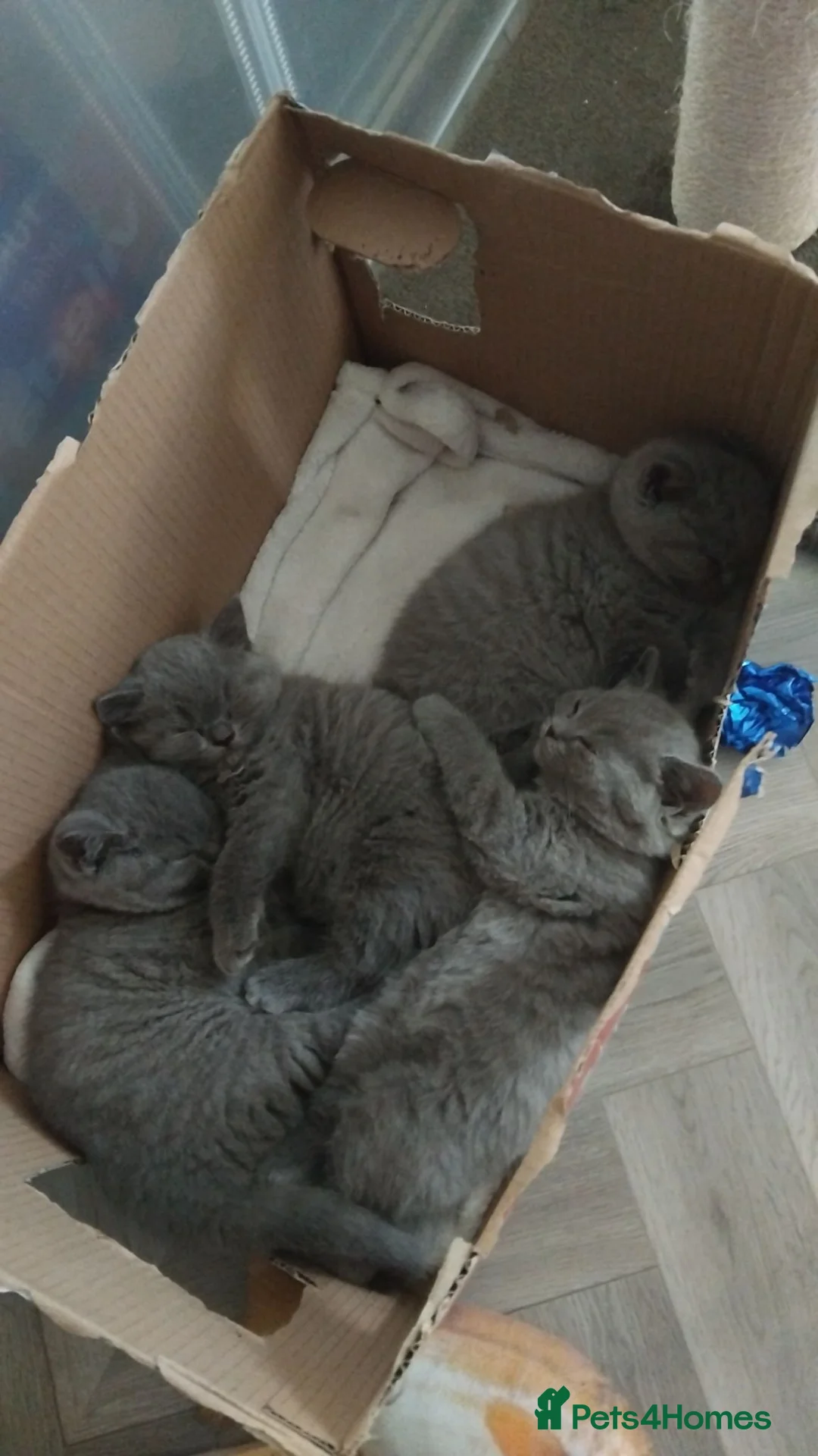 British Shorthair cats for sale: British shorthair kittens  - Advert 2