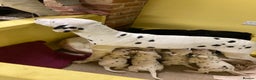 Dalmatian dogs for sale: Dalmation puppies  - Advert 13