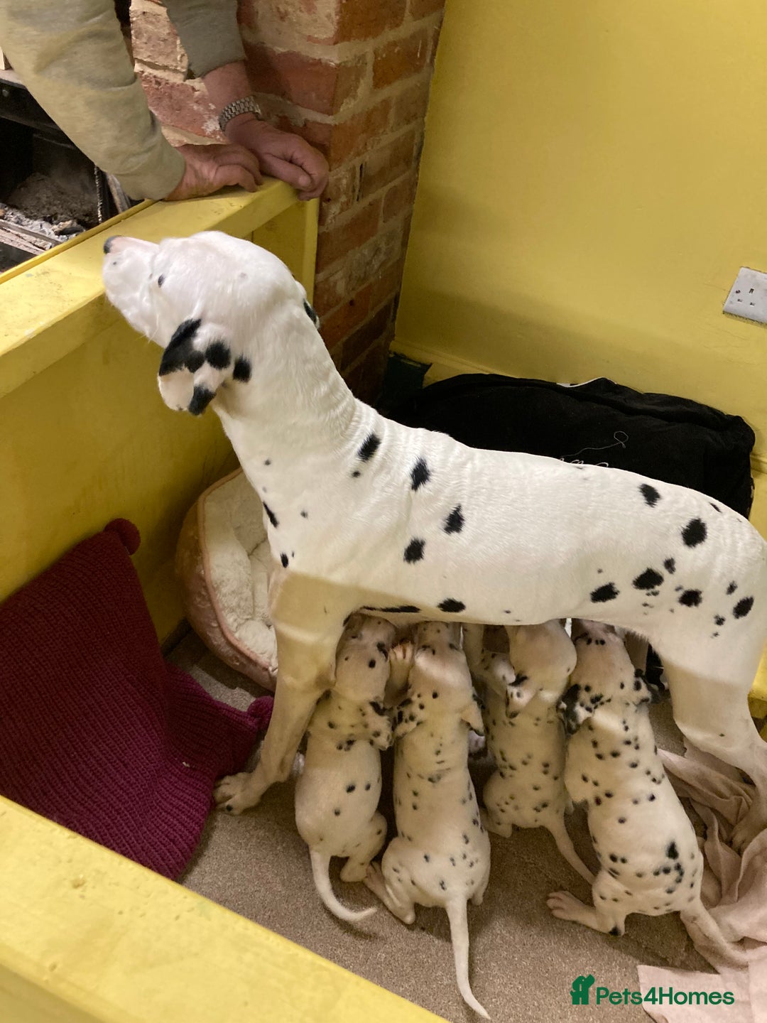 Dalmatian dogs for sale: Dalmation puppies  - Advert 13