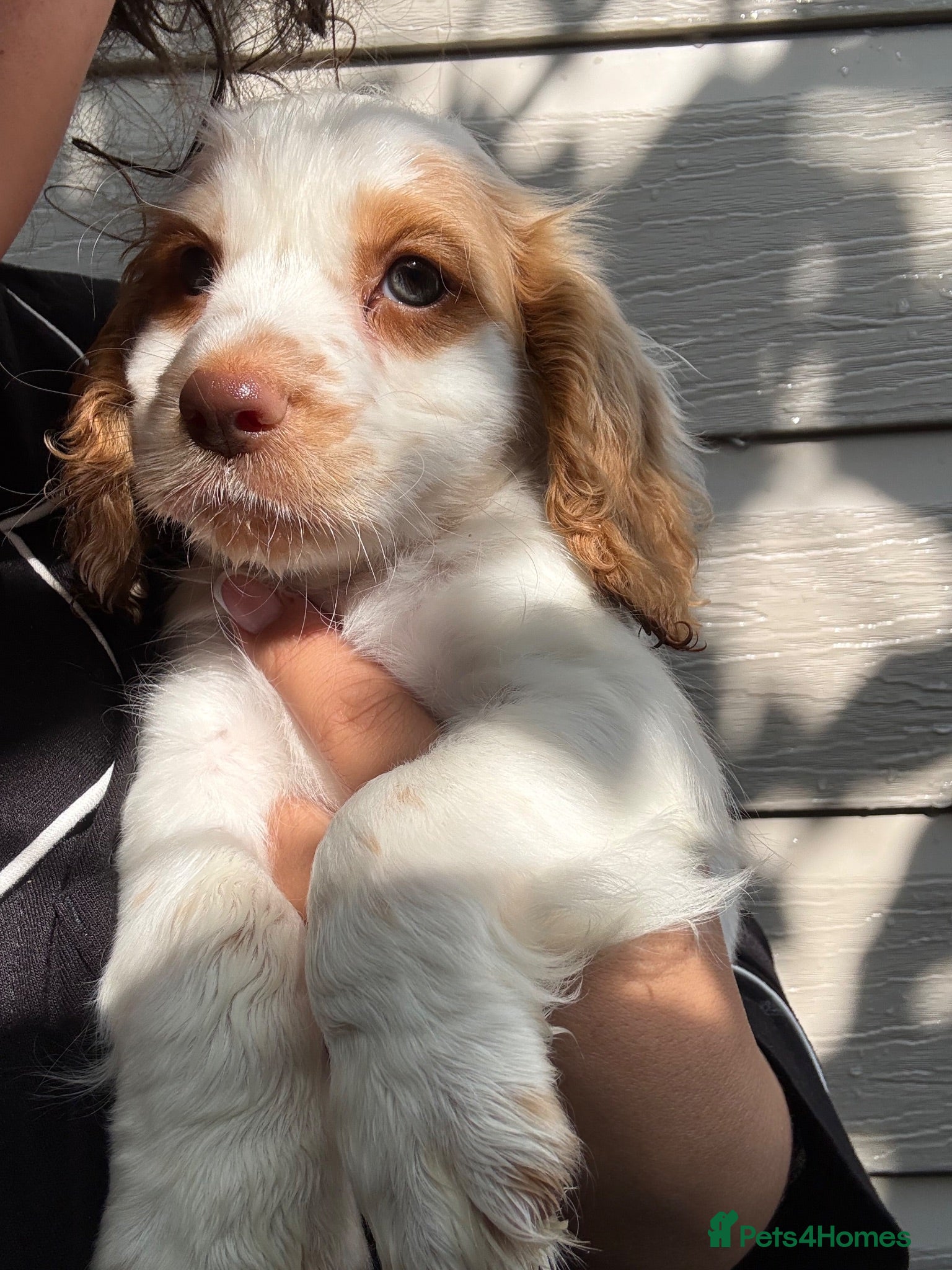 Cocker Spaniel dogs Cocker spaniel puppies for sale ! - Advert 2