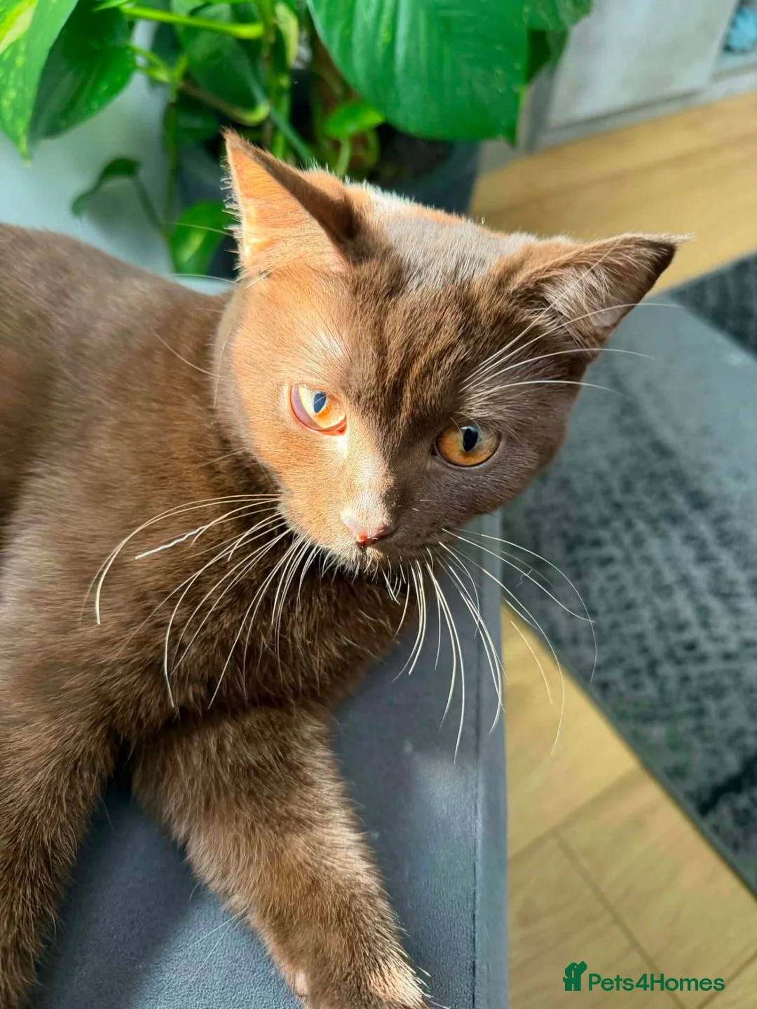 British Shorthair cats for sale: British Shorthair Cinnamon in Reading - Advert 1
