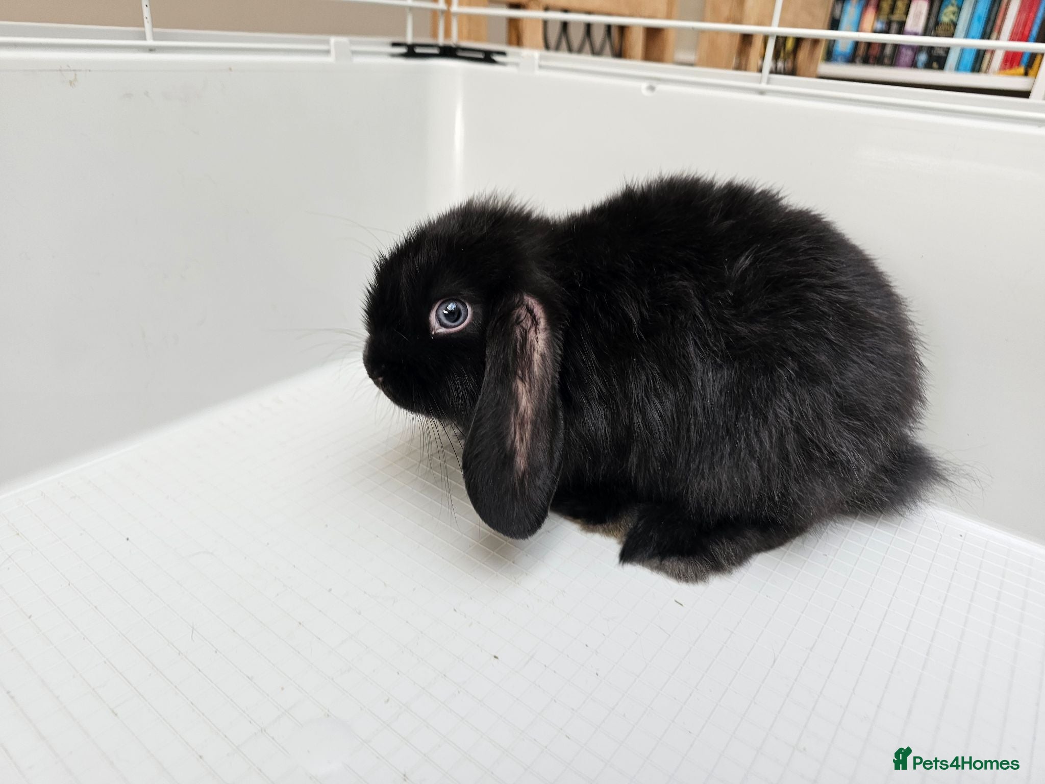 Mini Lop rabbits Mini lop bunnys  - Advert 2