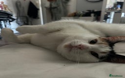British Shorthair cats for sale: 2 lovely cats to rehome  - Image 3
