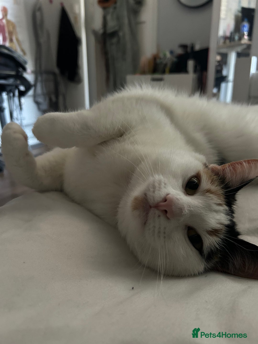 British Shorthair cats for sale: 2 lovely cats to rehome  - Image 3