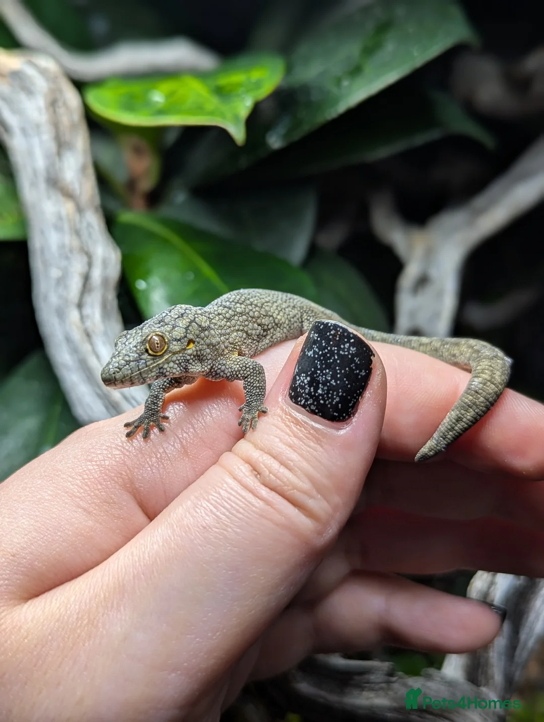 Gecko reptiles for sale: Eurydactylodes vieillardi - Chameleon gecko - Advert 2