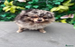 Pomeranian dogs for sale: Stunning Merle Pomeranian!  - Image 2