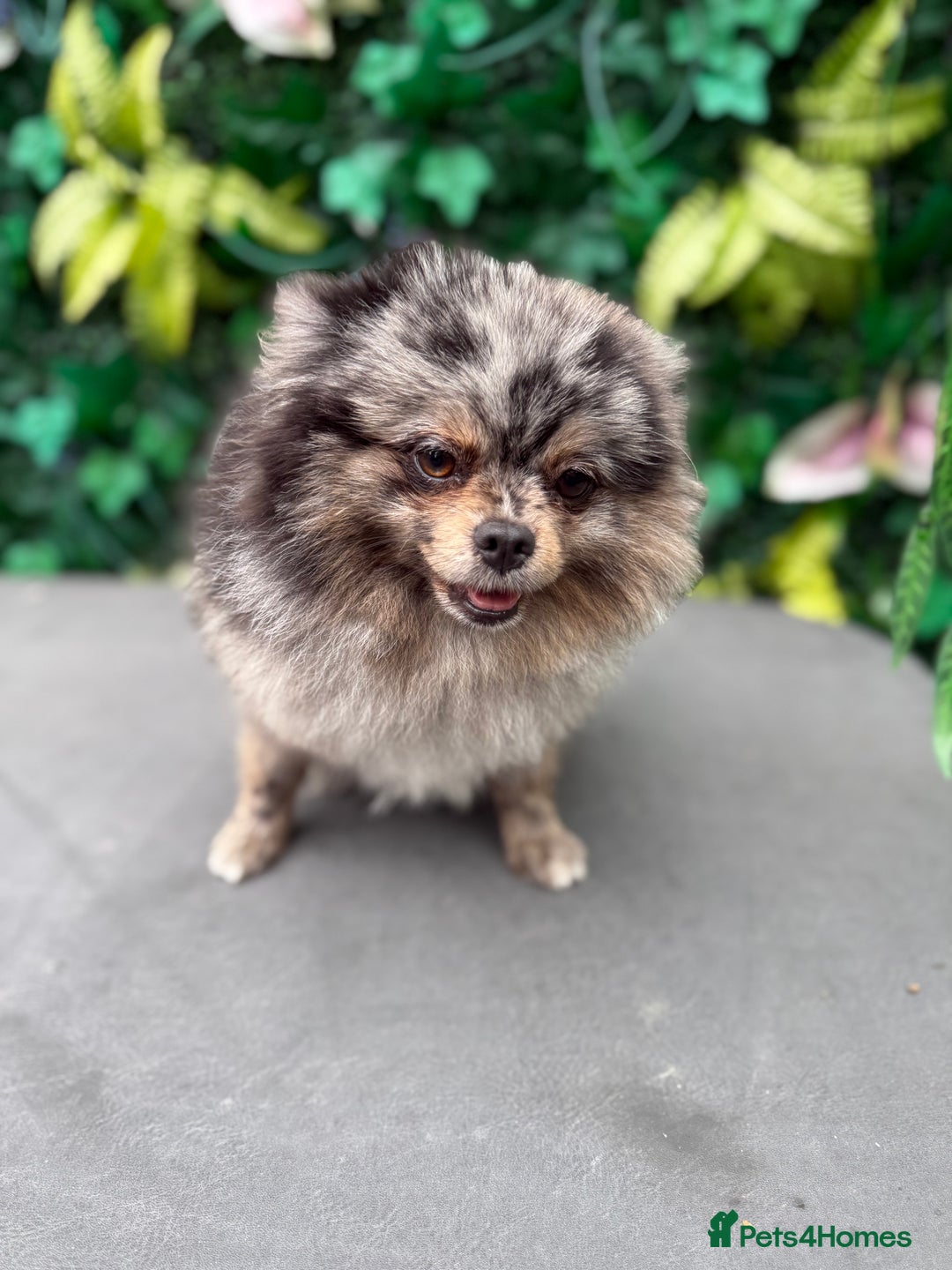 Pomeranian dogs for sale: Stunning Merle Pomeranian!  - Image 2