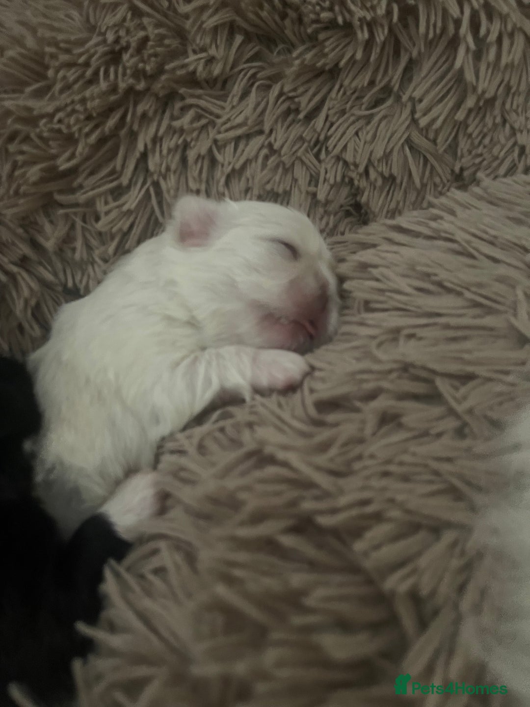 Pekingese dogs for sale: Pekingese puppy (3 girls and 3 boys left) - Image 9