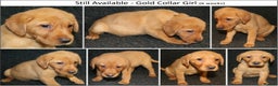 Labrador Retriever dogs for sale: Red Fox Labs : Health Checked-KC Reg-FTCH Pedigree - Advert 9